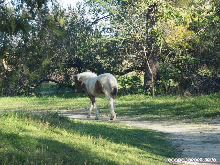 Лошади (кони) в Анапе: фото, впечатления, комментарии